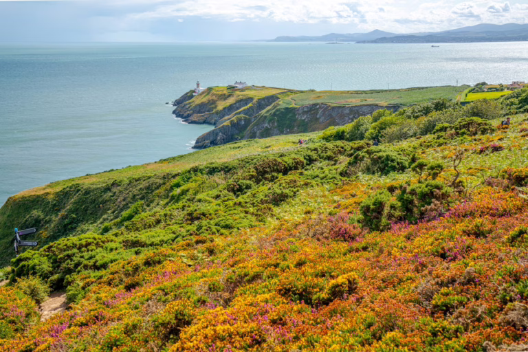 Howth Cliff Walk in Ireland, a fun bonus stop for your 10 day Ireland road trip itinerary. Wildflowers are in the foreground and a lighthouse in the background.